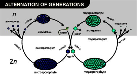 Understanding Plant Life Cycle And Alternation Of Generations