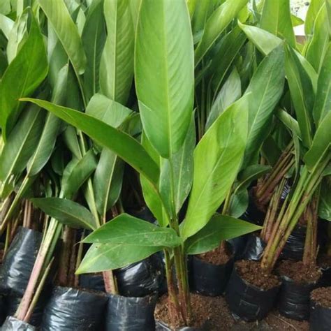 Jual Pisang Heliconia Pohon Pisang Pisangan Tanaman Hias Heliconia