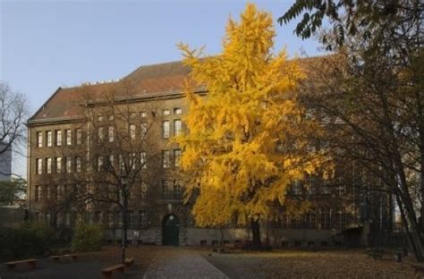 Ginkgo Auf Dem Hof Des Andreas Gymnasiums Friedrichshain Berlin