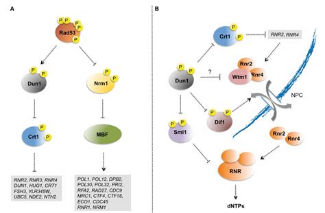 Figure 2 From The Dna Damage Checkpoint Response To Replication Stress