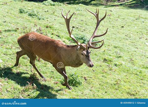 Cervus elaphus stock photo. Image of colorful, large - 45949012