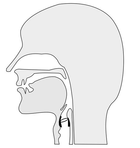 Vocal Tract Anatomy Diagram | Quizlet