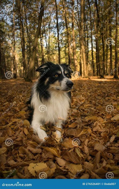 Autumn Portrait Of Border Collie In Leaves Stock Image Image Of