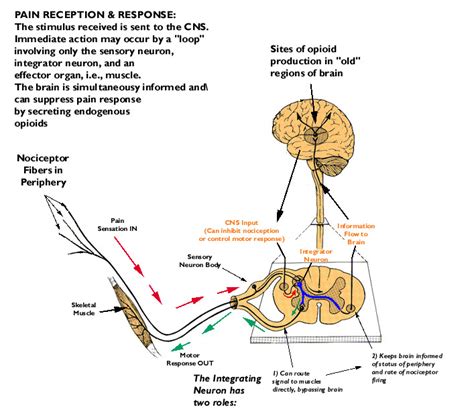 pain pathways-5 – Dr Rajiv Desai