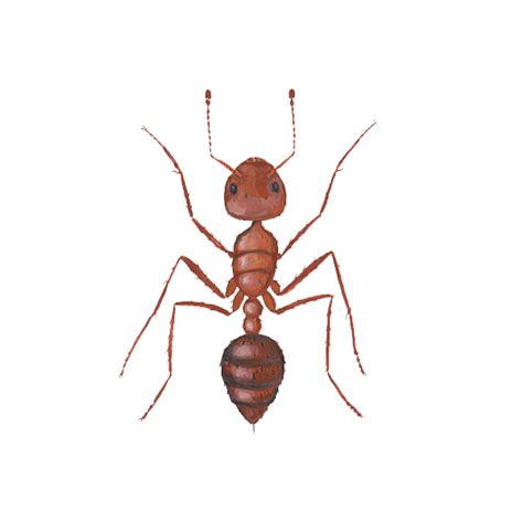 Fire Ant | Active Pest Control - Pest Control and Exterminator Services