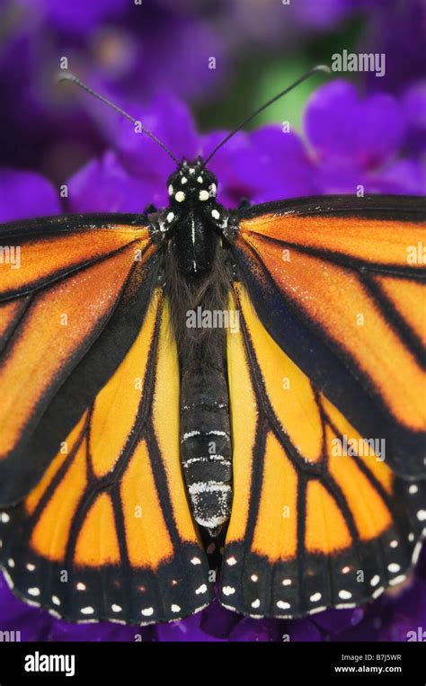 Monarch Butterfly close-up Stock Photo - Alamy