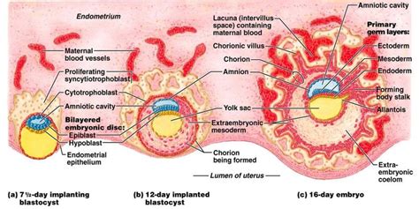 Associate Degree Nursing Physiology Review Physiology Female