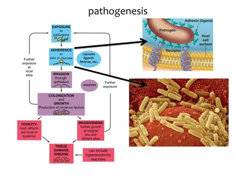 Microbial Mechanisms Of Pathogenicity Mind Map | SexiezPicz Web Porn