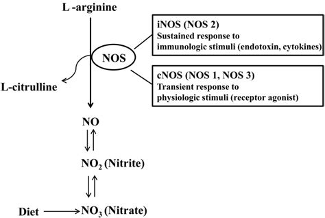 Nitric Oxide Synthetase Nos Dependent And Independent Formation Of