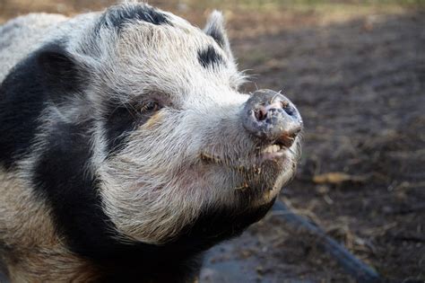 Carne De Porco Faz Mal Melancia Librain