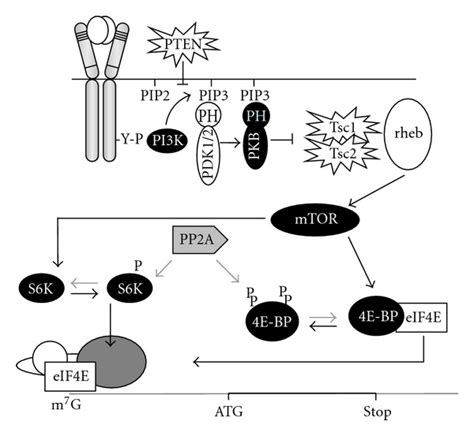 The Pi3k Pkb Mtor Pathway Controls Mrna Translation Scf Receptor