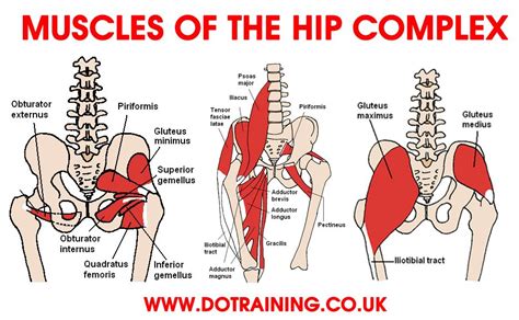 Hip Abduction Joint Movement