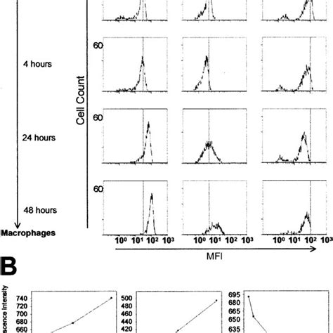 Cell Surface Expression Of Ccr1 Ccr5 And Ccr2 During Differentiation