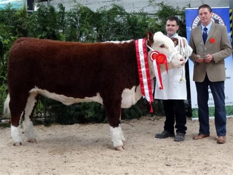 Gouldingpoll Herefords | National Hereford Calf Show 2014 | Breeding ...