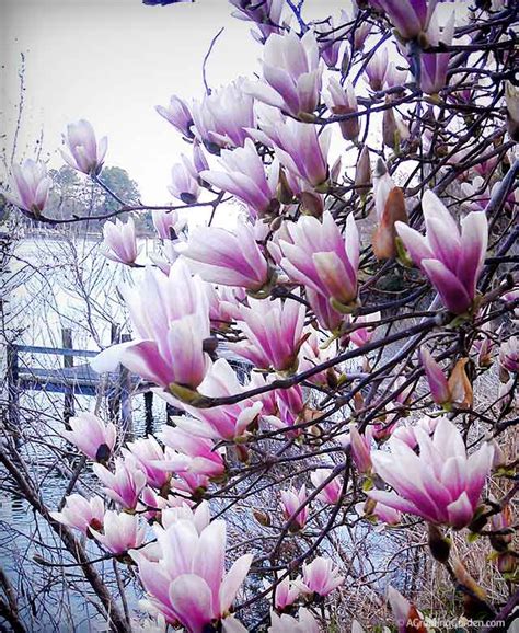 Our Japanese Magnolia Tree In Bloom