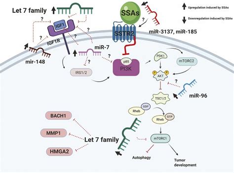 Created With The Mechanisms And Pathways Through Which