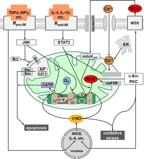 Ros Signaling Pathway