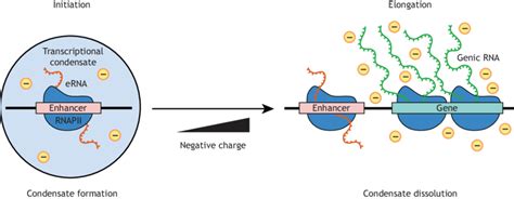 Model Of ERNA Mediated Control Of Transcriptional Condensate Formation