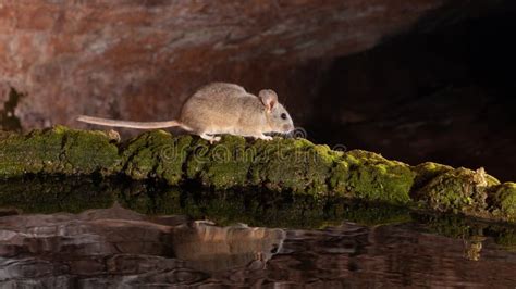 Pack Rat With Reflection In Water Stock Image Image Of Water Gray