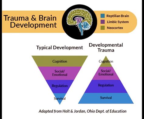 Brain Development And Trauma Atelier Yuwaciaojp