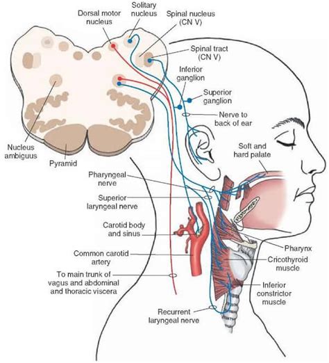 Vagus Nerve Location Stimulation Disorders And Test Updated In 2022