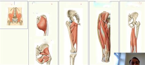 Classification Hip Muscles Diagram Quizlet