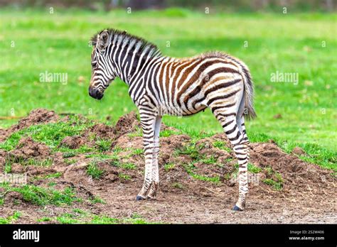 plains zebra foal  plains zebra      common zebra