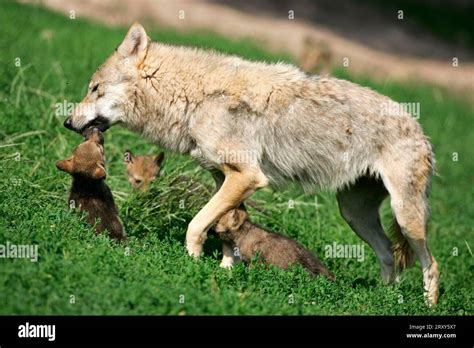 Gray wolf (Canis lupus) with cubs, Gray wolf with young, young Stock ...