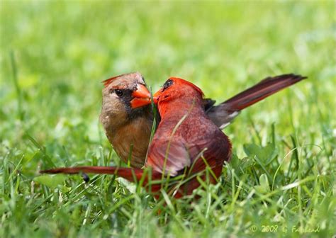 Two Red Birds Sitting In The Grass With Their Beaks Touching Each Other