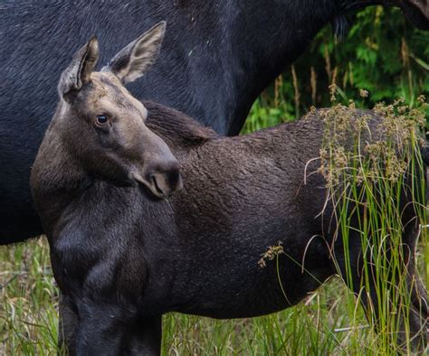 Calf Moose Boreal Forest Moose Northern Minnesota