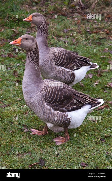 Toulouse Geese Hampshire England Stock Photo Alamy