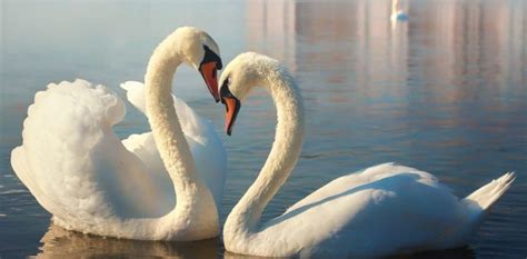 Swan Spiritual Meaning And Symbolism