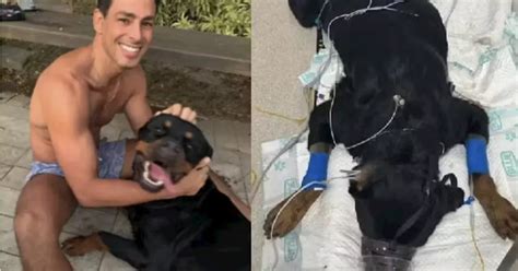 Cachorro de Cauã Reymond morre após envenenamento É uma maldade