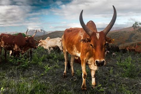 ᐈ Zebu stock pictures, Royalty Free zebu images | download on Depositphotos®