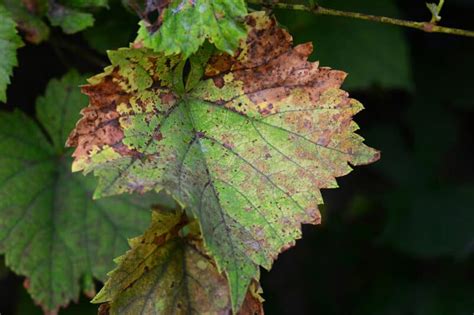 Anthracnose: How to Prevent and Treat This Fungal Disease