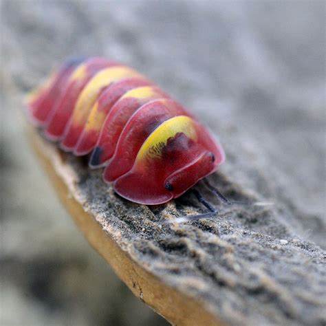 Merulanella Spec Red Diabolo Insektenliebe