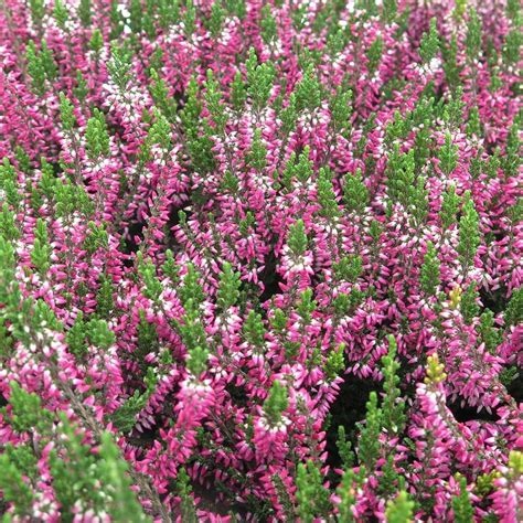 Calluna vulgaris 'Sabine' | White Flower Farm