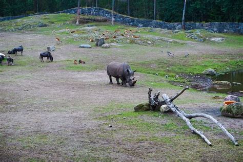 Kolmårdens Djurpark Kolmården Sverige Omdömen