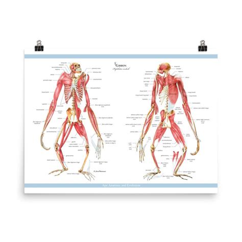 Gibbon Skeletons with Muscle Overlay Anterior & Posterior Views; Gibbon ...