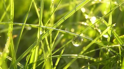 Fond D Ecran Bulle D Eau Dans Herbe Wallpaper