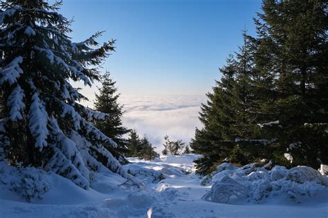 Photo of Trees During Winter · Free Stock Photo