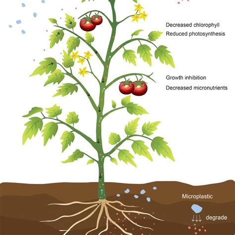 Nanoplastic Pathways In Plant Roots Nanoplastics Have Been Reported To Download Scientific