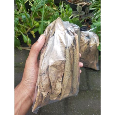 Jual Daun Ketapang Kering Daun Ketapang Laut Daun Ikan Cupang