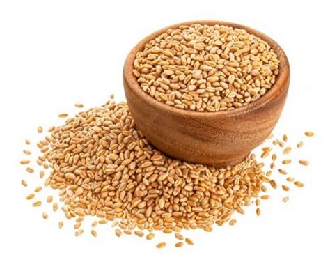 Natural DBW 303 Wheat Seed For Agriculture Packaging Type Loose At