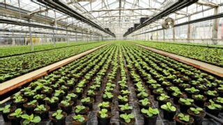 Real-time Greenhouse Sensors Can Reduce Crop Loss - Greenhouse Grower