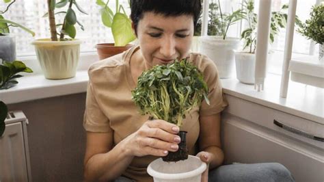 Plantas Arom Ticas Que Crescem Sombra Melhores Para Cultivar