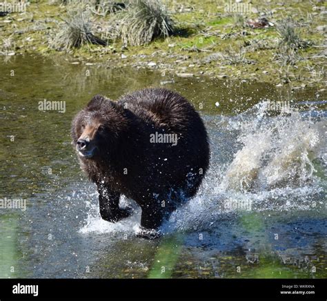 Grizzly Bear Running In Water Hi Res Stock Photography And Images Alamy