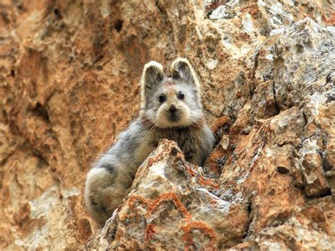 超絶かわいいナキウサギを撮影、20年ぶりの発見 | ナショナル ジオグラフィック日本版サイト