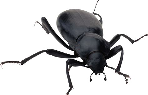 Collection Of Beetle Png Pluspng