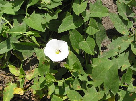 Stay Ahead Of Orchard Weeds During Winter West Coast Nut